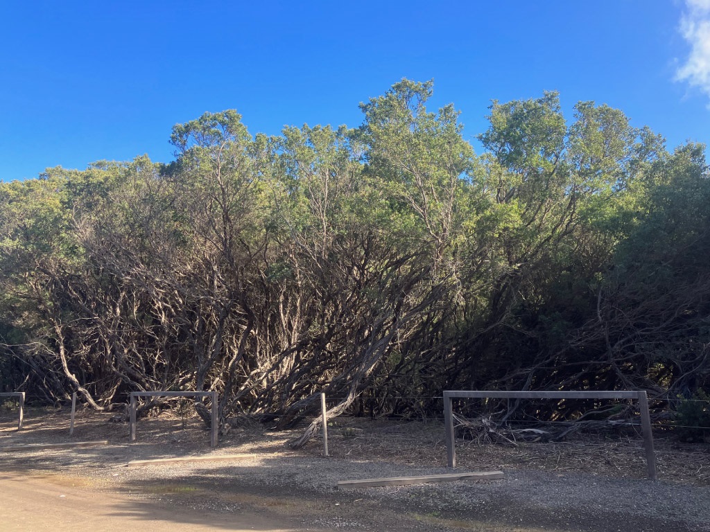 Lorne Coast Tea Tree Removal Program