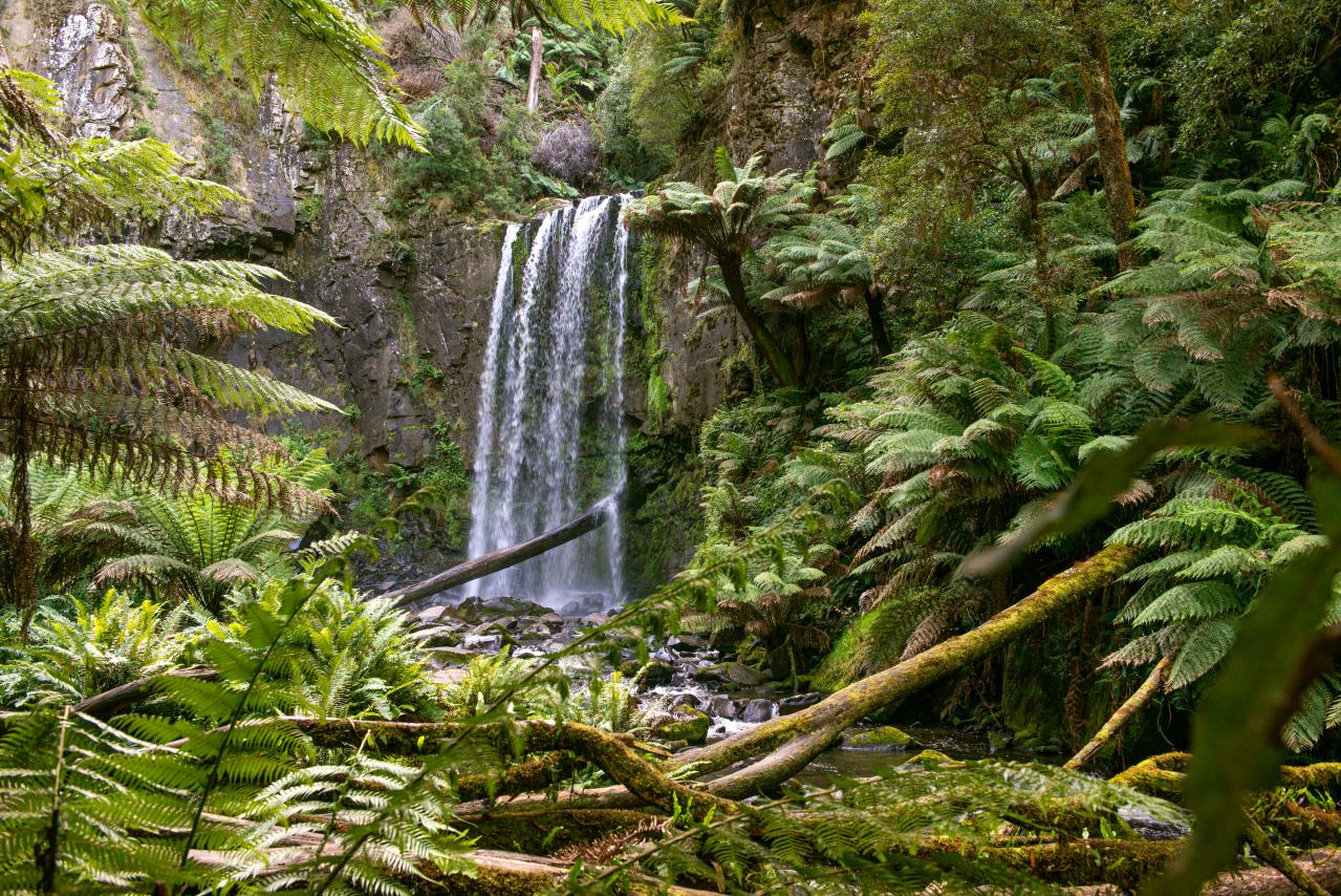 Hopetoun_Falls_-_The_Otways_153058-1.jpg