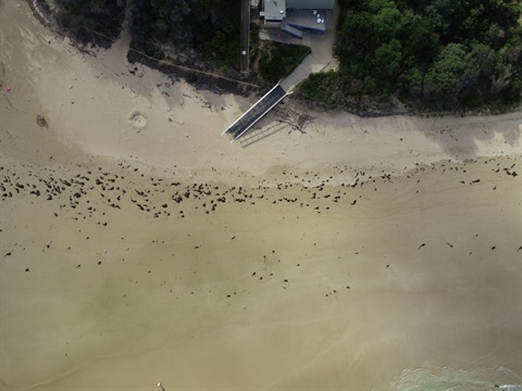Media release - Sand renourishment underway to protect Wye River Foreshore 