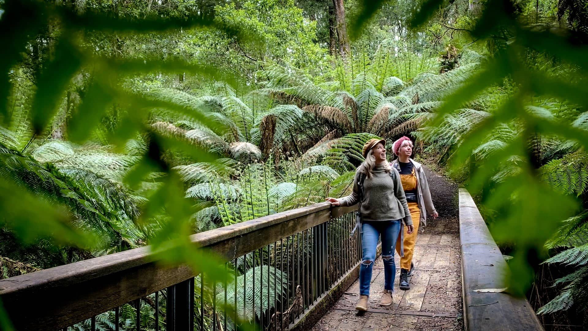 06-12-24-00-12-28_Micro_Adventurist_Apollo-Bay_Otways_Melba-Gully-004-large.jpg